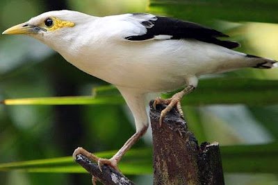 Jalak Putih